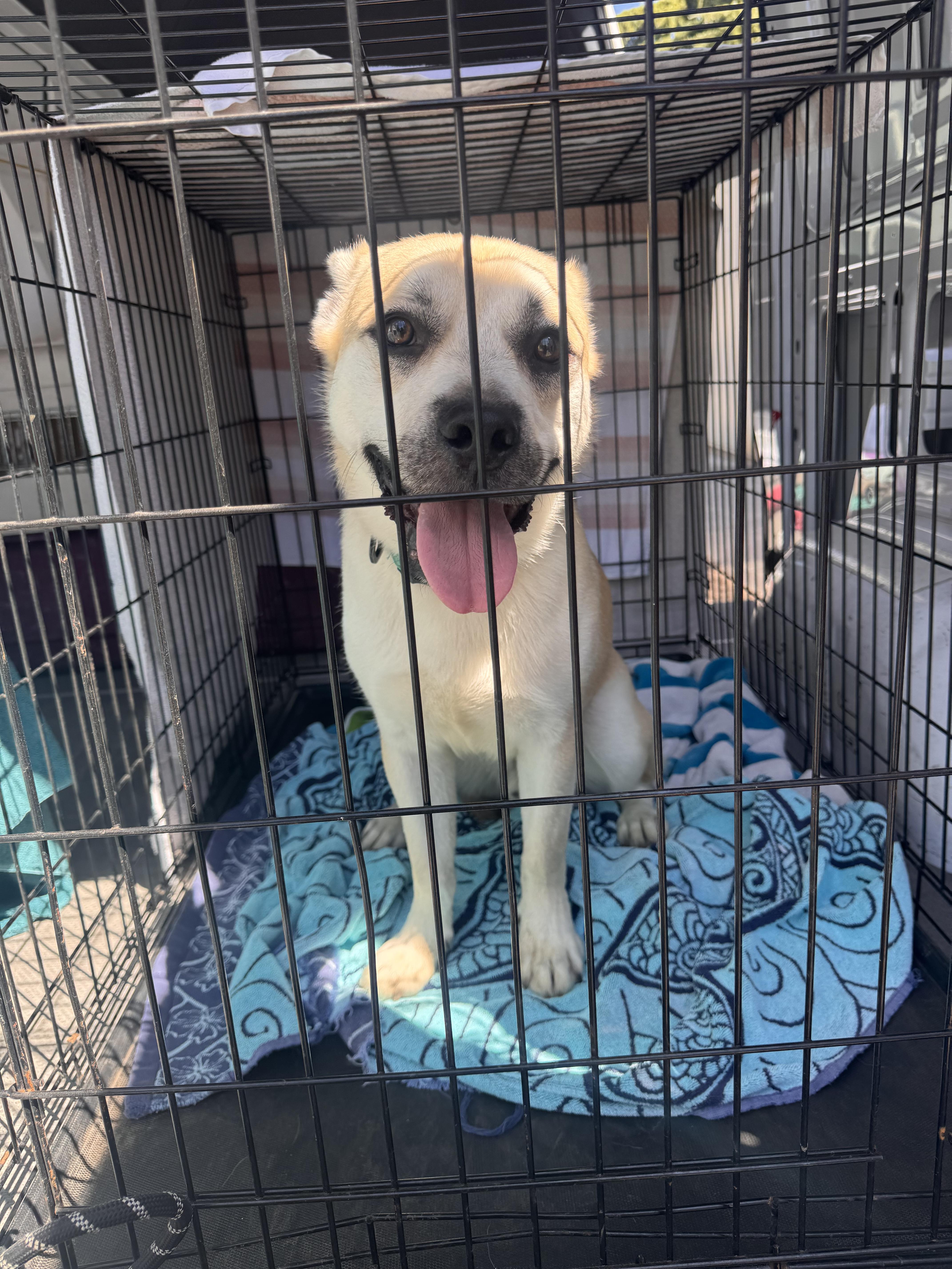 Murph, a Adoptable mixed breed in Chico, CA image 2/2