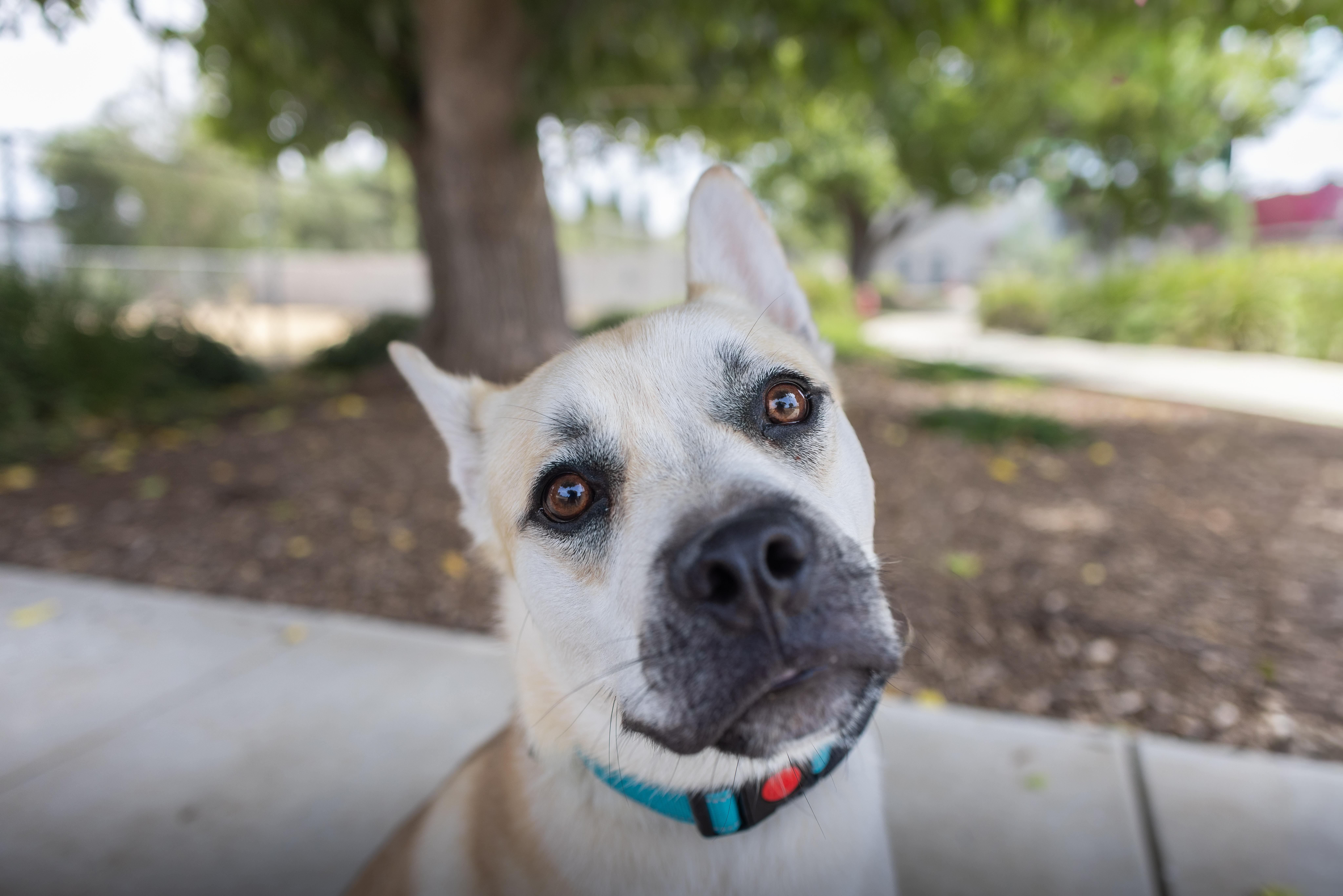 Enlarge Murph - Adoption Fee Sponsored by the ASPCA The Rescue Effect, a Adoptable mixed breed in Chico, CA image 5/6