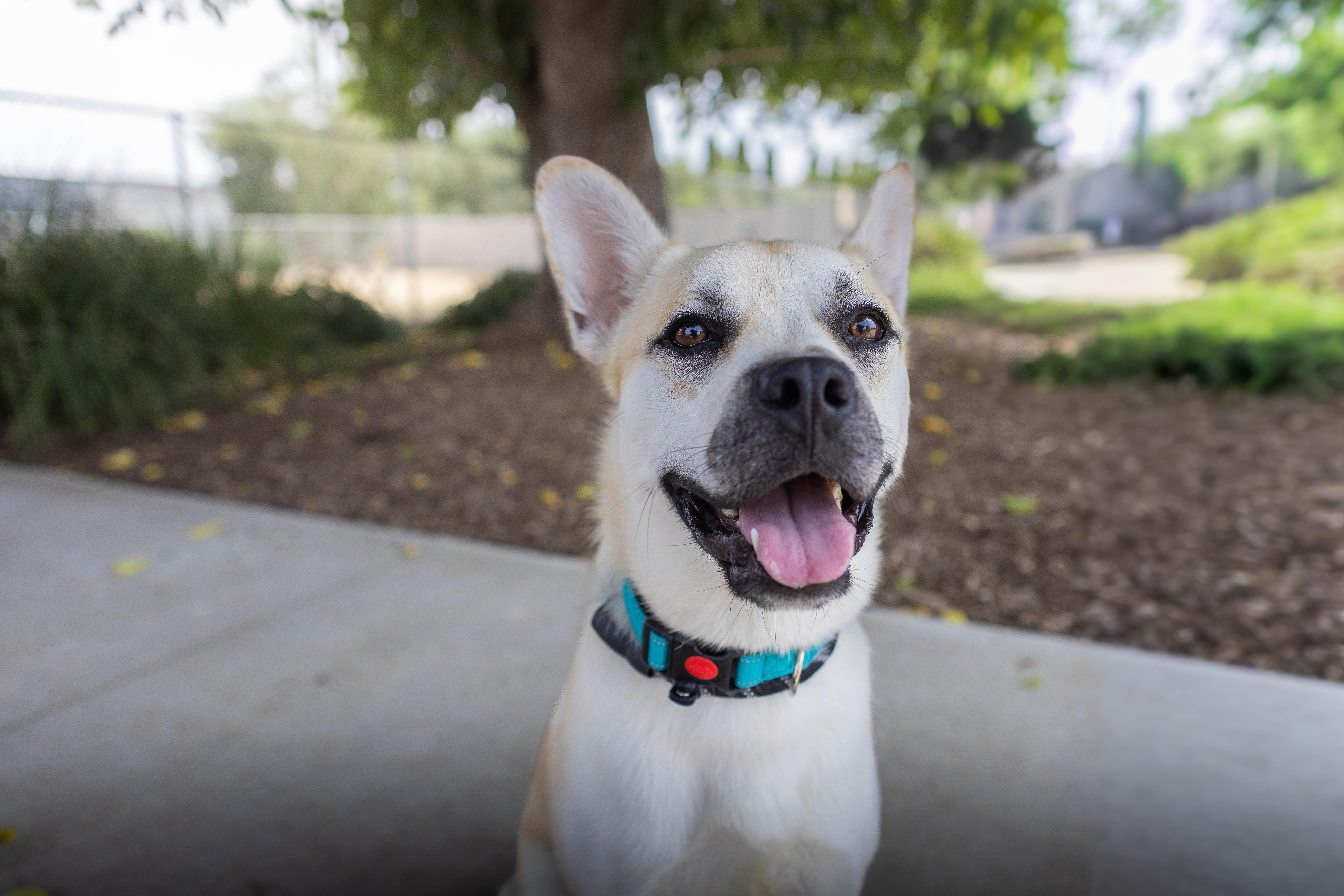 Enlarge Murph - Adoption Fee Sponsored by the ASPCA The Rescue Effect, a Adoptable mixed breed in Chico, CA image 6/6