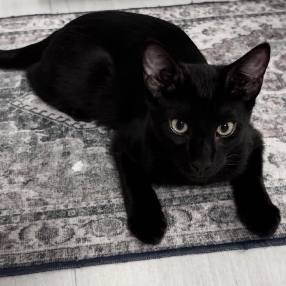 Midnight - Chino Hills Location, Adoptable, Young Male Domestic Short Hair.