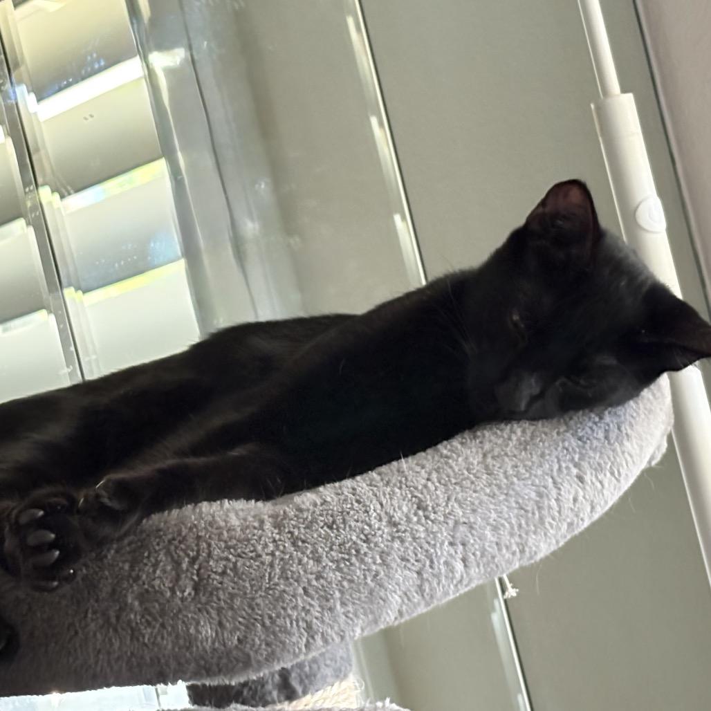 Enlarge Midnight - Chino Hills Location, a Adoptable Domestic Short Hair in Chino Hills, CA image 2/2