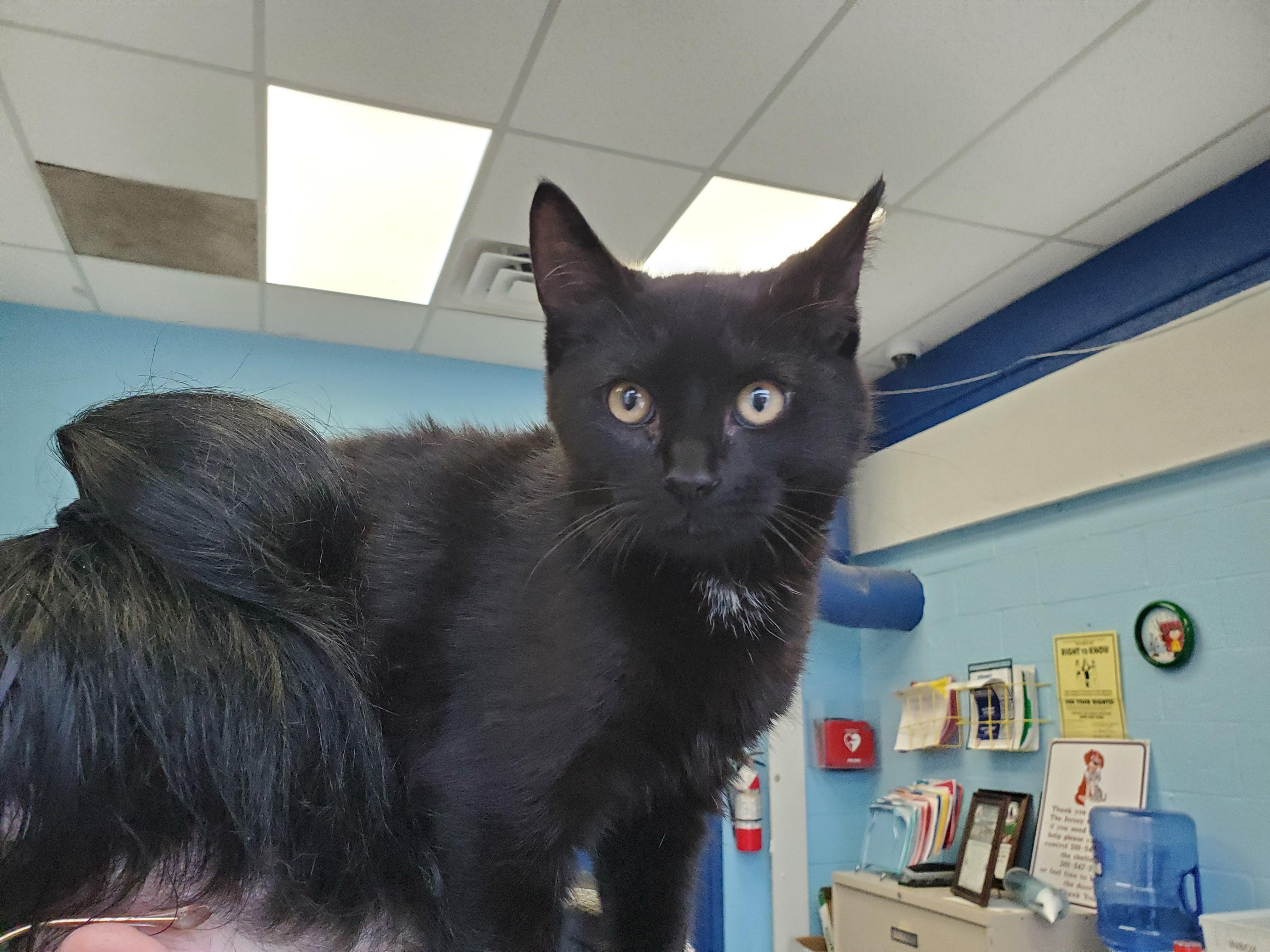 Kronk, adopted, Kitten Male Domestic Short Hair.