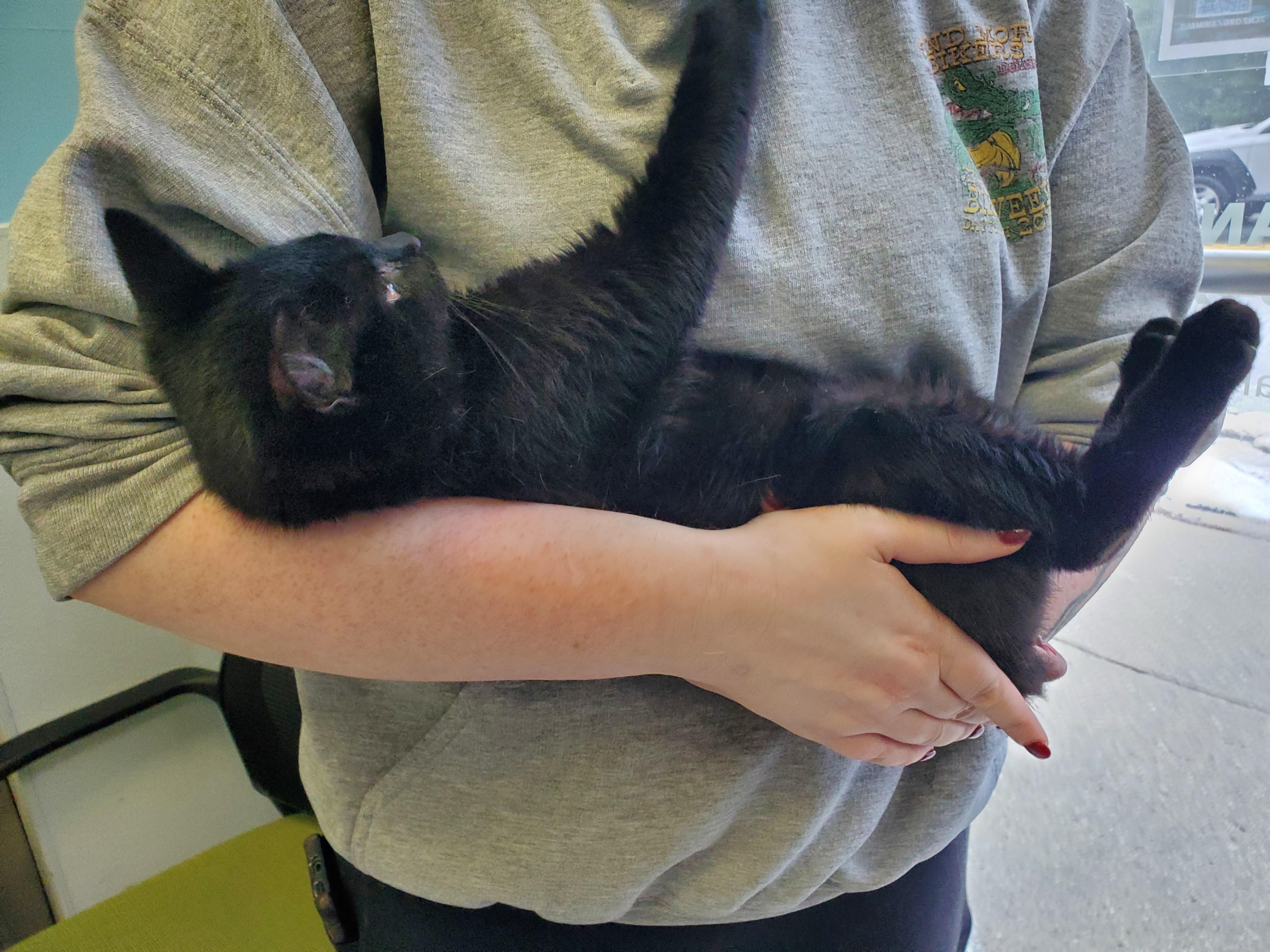 Enlarge Kronk, an adopted Domestic Short Hair in Jersey city, NJ image 2/2