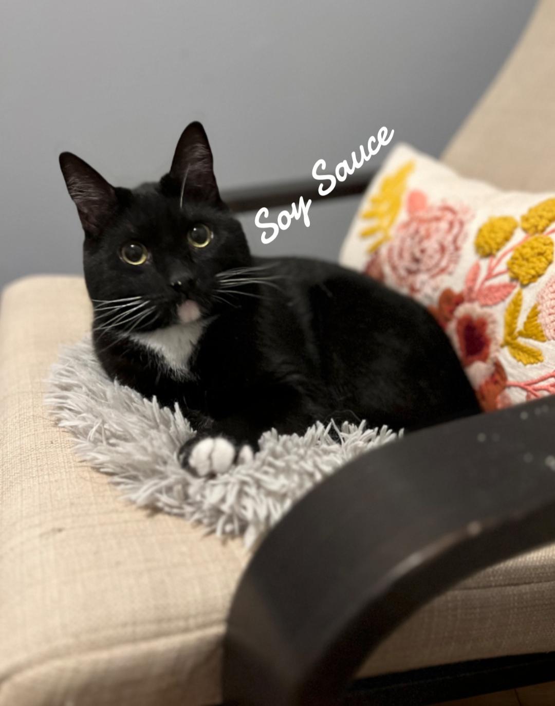 Soy Sauce, Adoptable, Adult Male Domestic Short Hair.