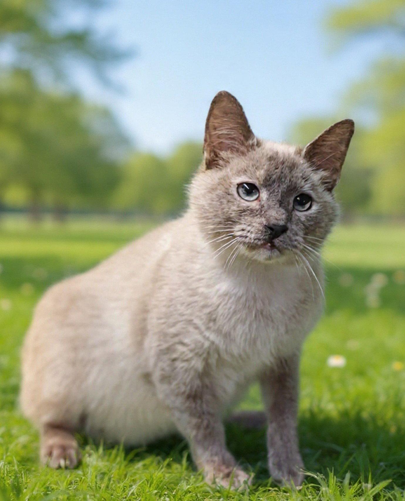 Cherie 26/256, Adoptable, Young Female Siamese.
