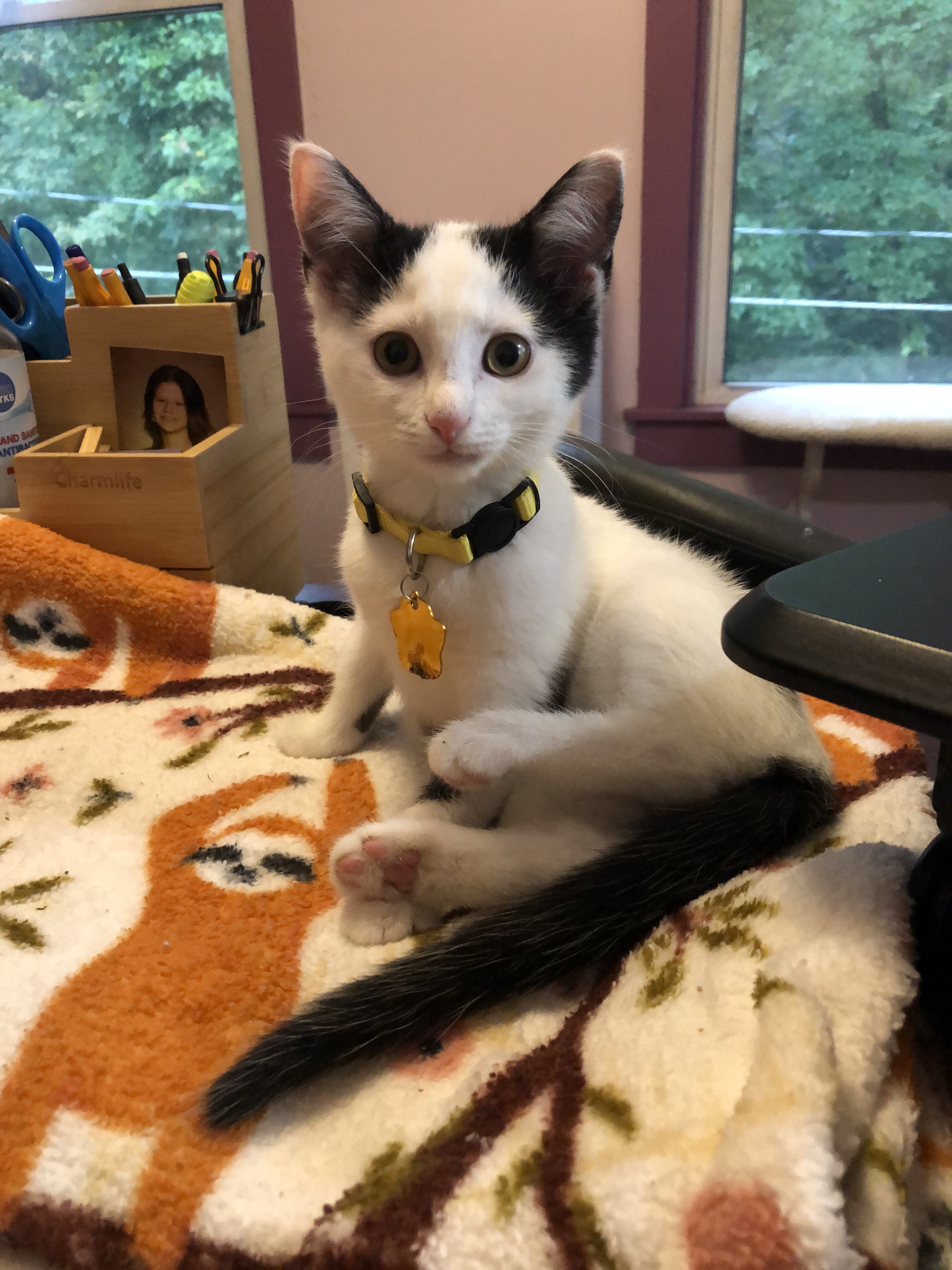 Bailey, a Adoptable Domestic Short Hair in West Mifflin, PA image 1/5