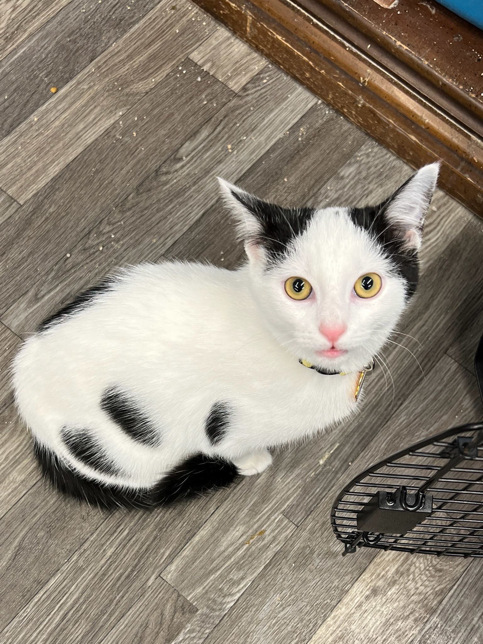 Bailey, a Adoptable Domestic Short Hair in West Mifflin, PA image 2/5