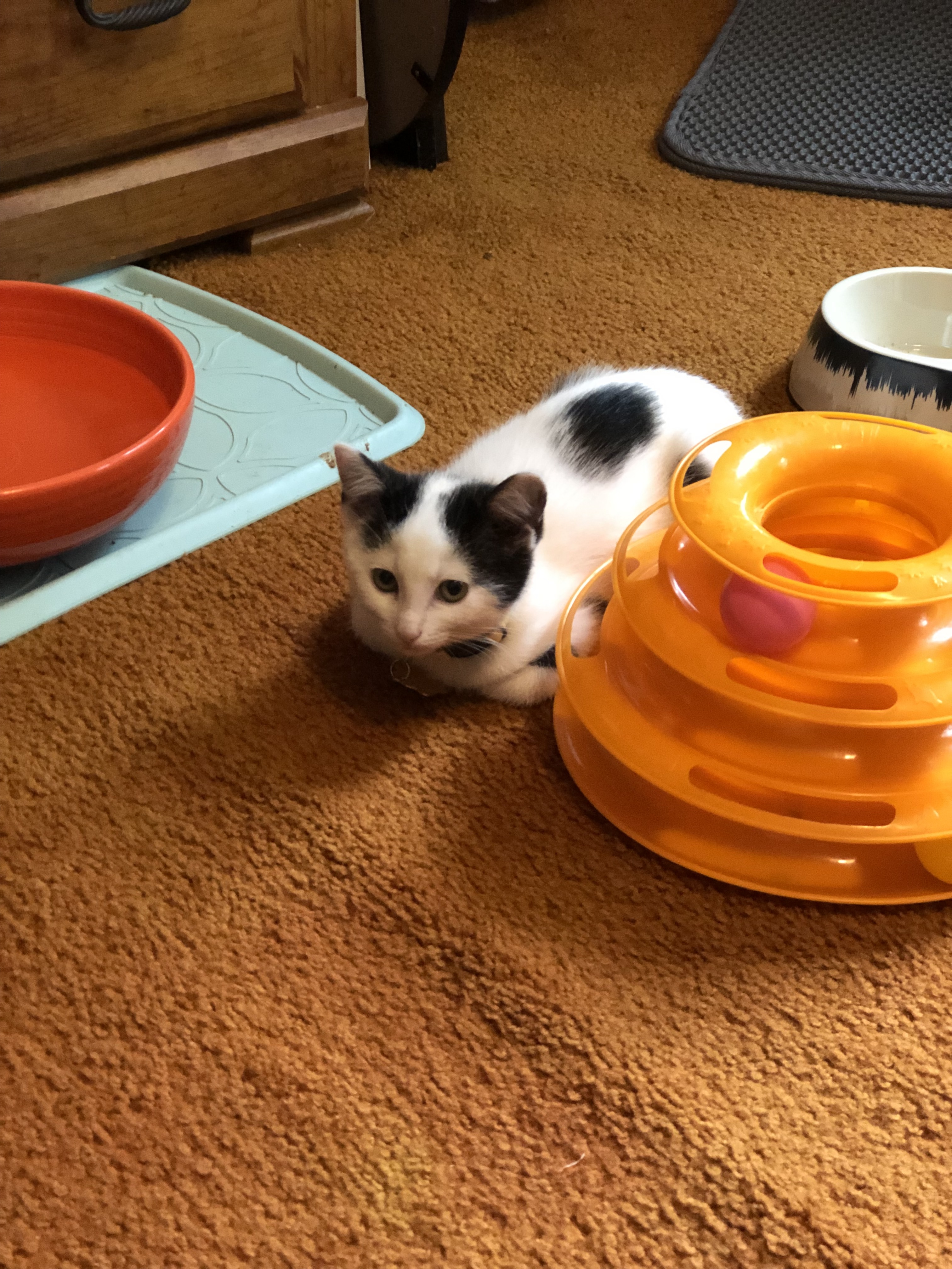 Bailey, a Adoptable Domestic Short Hair in West Mifflin, PA image 3/5