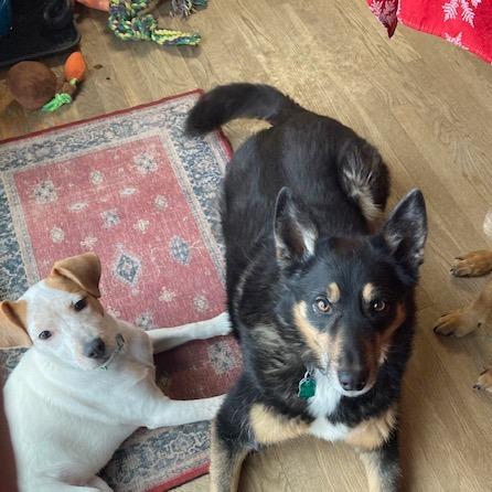 Balsam, Adoptable, Puppy Male Mixed Breed.