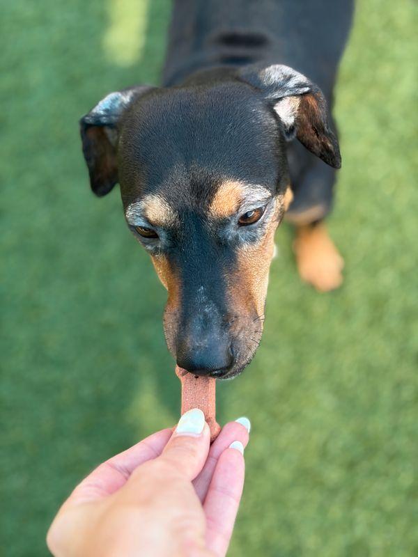 Enlarge Chispa, a Adopted mixed breed in Portland, ME image 5/5