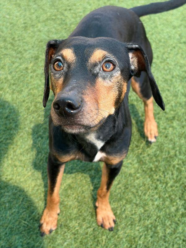 Enlarge Chispa, a Adopted mixed breed in Portland, ME image 1/5