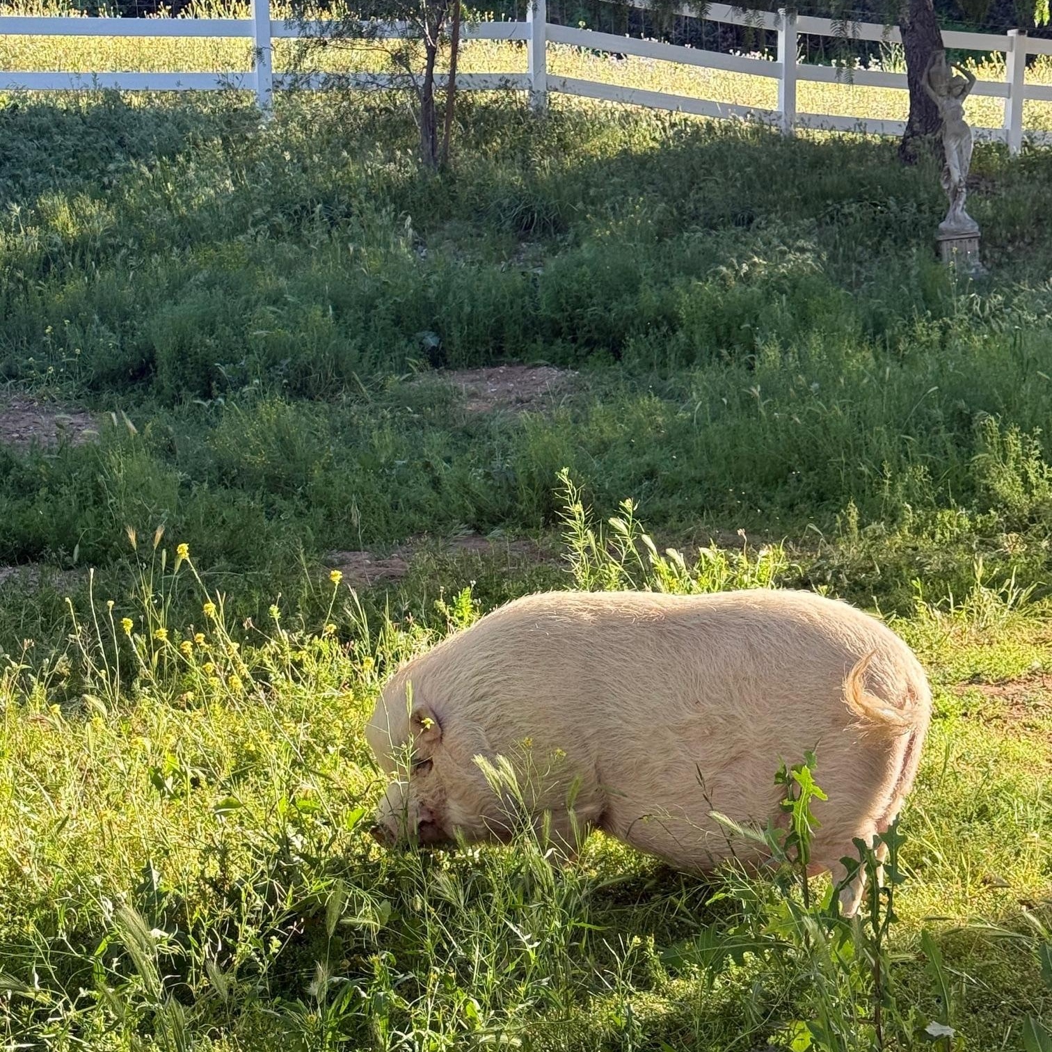 Enlarge Delia, Dudley, Dagwood, and Dumpling, a ADOPTABLE Pig in Redlands, CA image 5/5