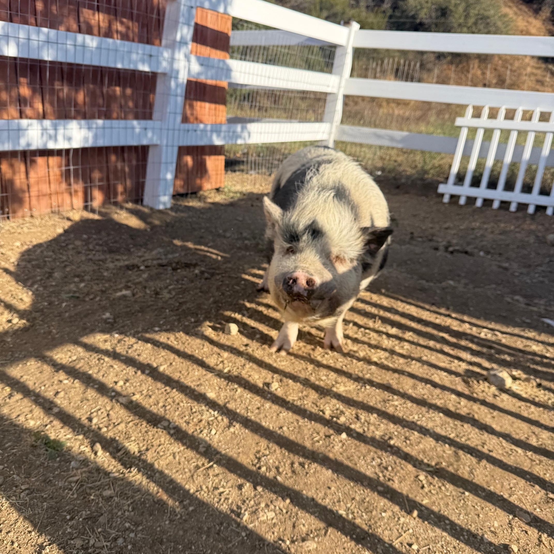 Enlarge Delia, Dudley, Dagwood, and Dumpling, a ADOPTABLE Pig in Redlands, CA image 4/5