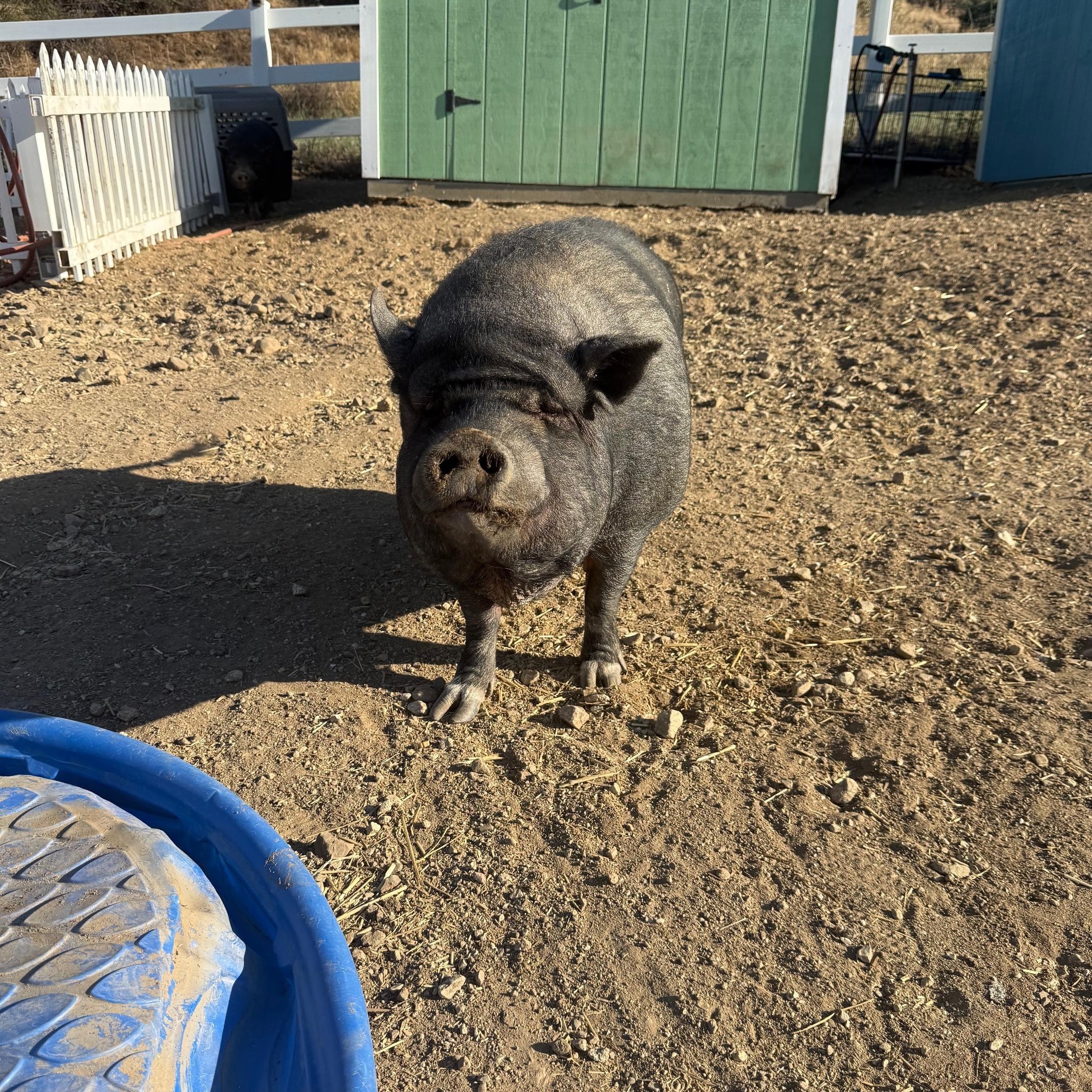 Enlarge Delia, Dudley, Dagwood, and Dumpling, a ADOPTABLE Pig in Redlands, CA image 2/5