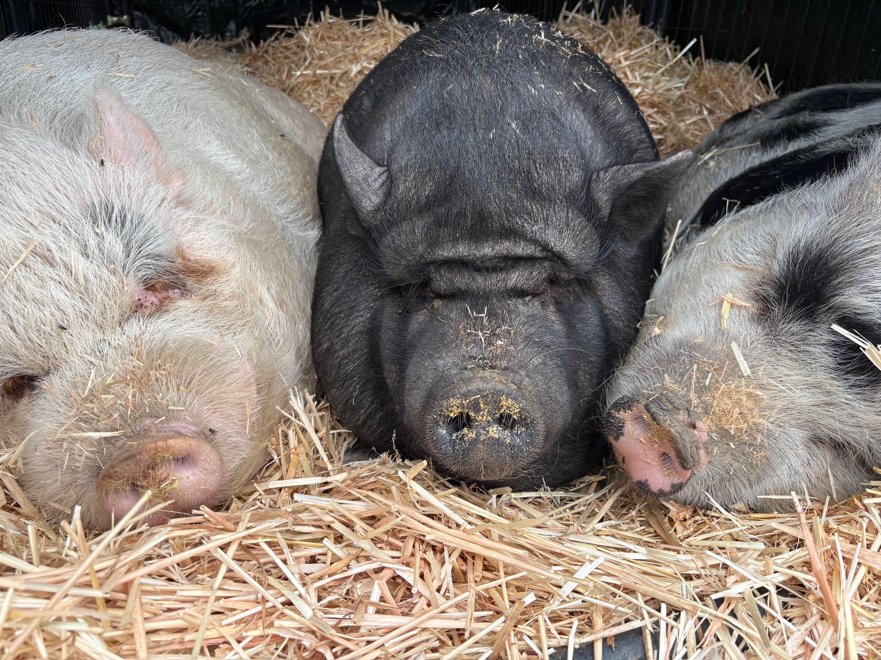 Enlarge Delia, Dudley, Dagwood, and Dumpling, a ADOPTABLE Pig in Redlands, CA image 1/5