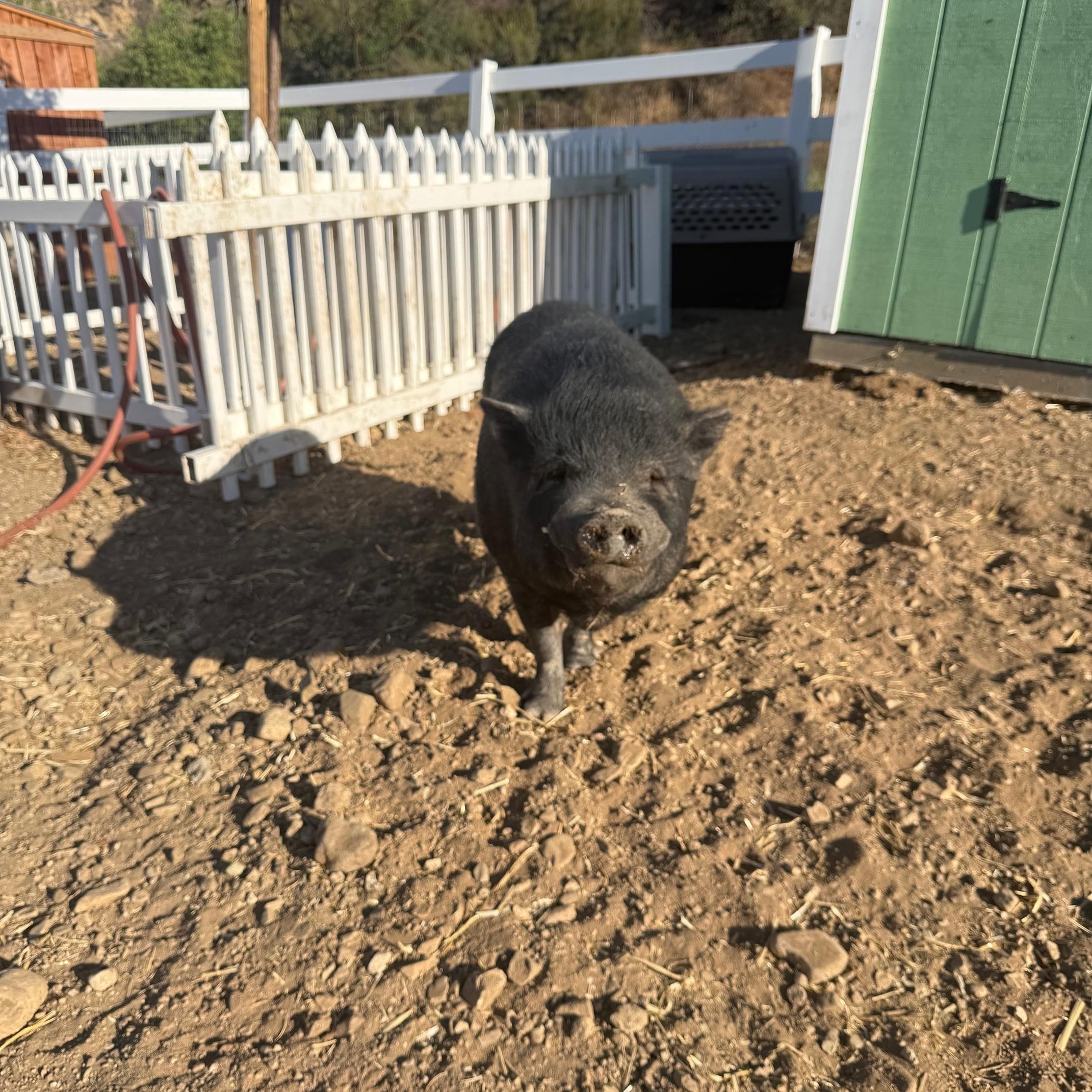 Enlarge Delia, Dudley, Dagwood, and Dumpling, a ADOPTABLE Pig in Redlands, CA image 3/5
