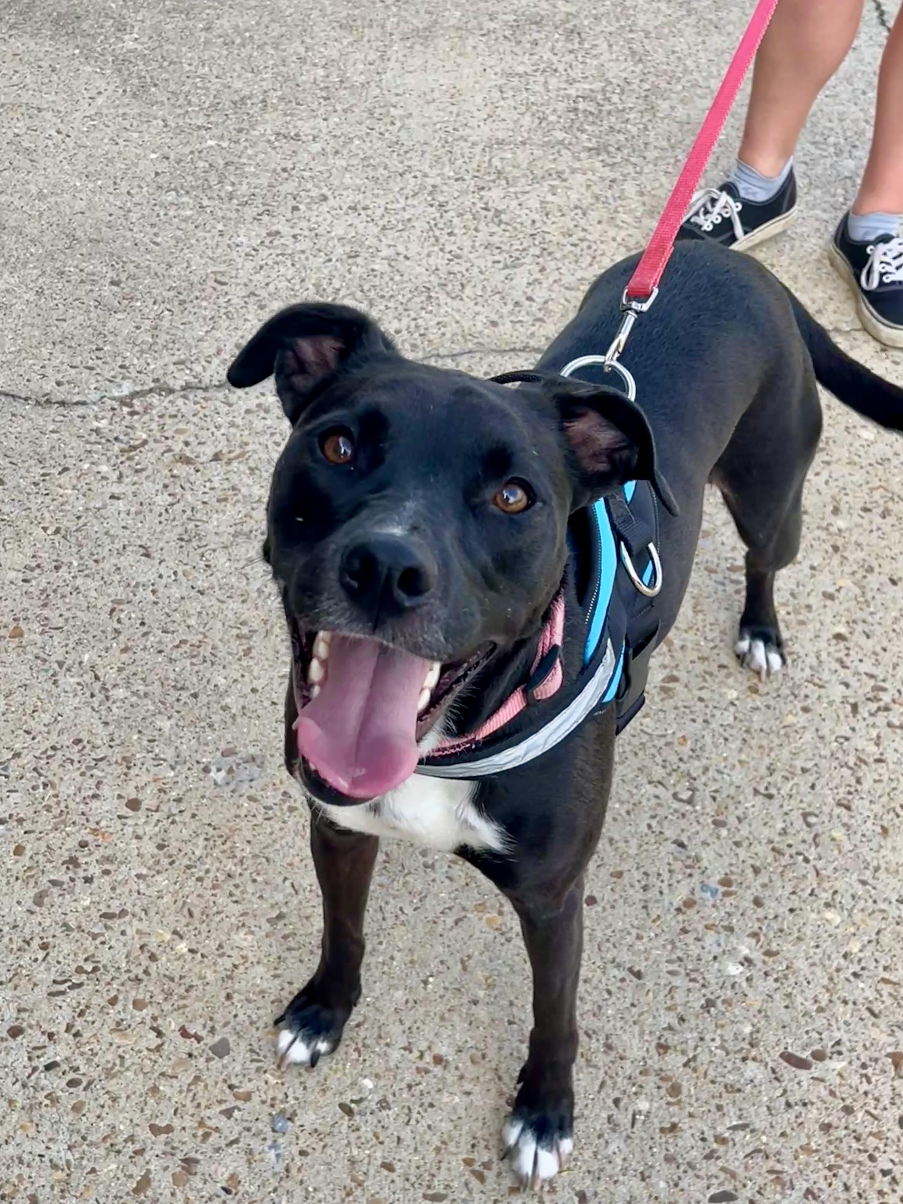 Poppy, Adoptable, Adult Female Labrador Retriever & Terrier.