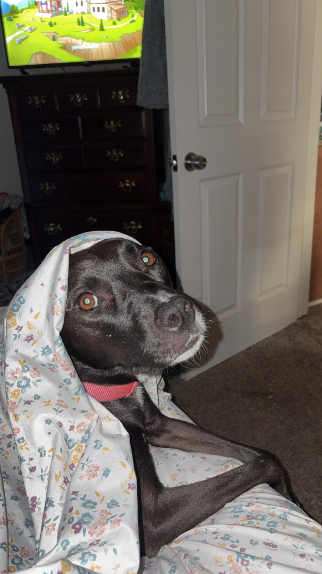 Poppy, a Adoptable mixed breed in Marion, AR image 4/5