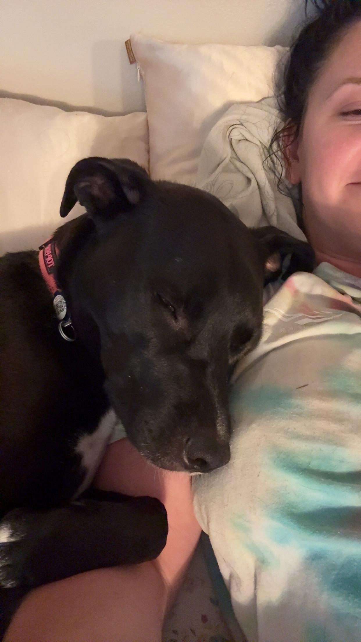 Poppy, a Adoptable mixed breed in Marion, AR image 2/5