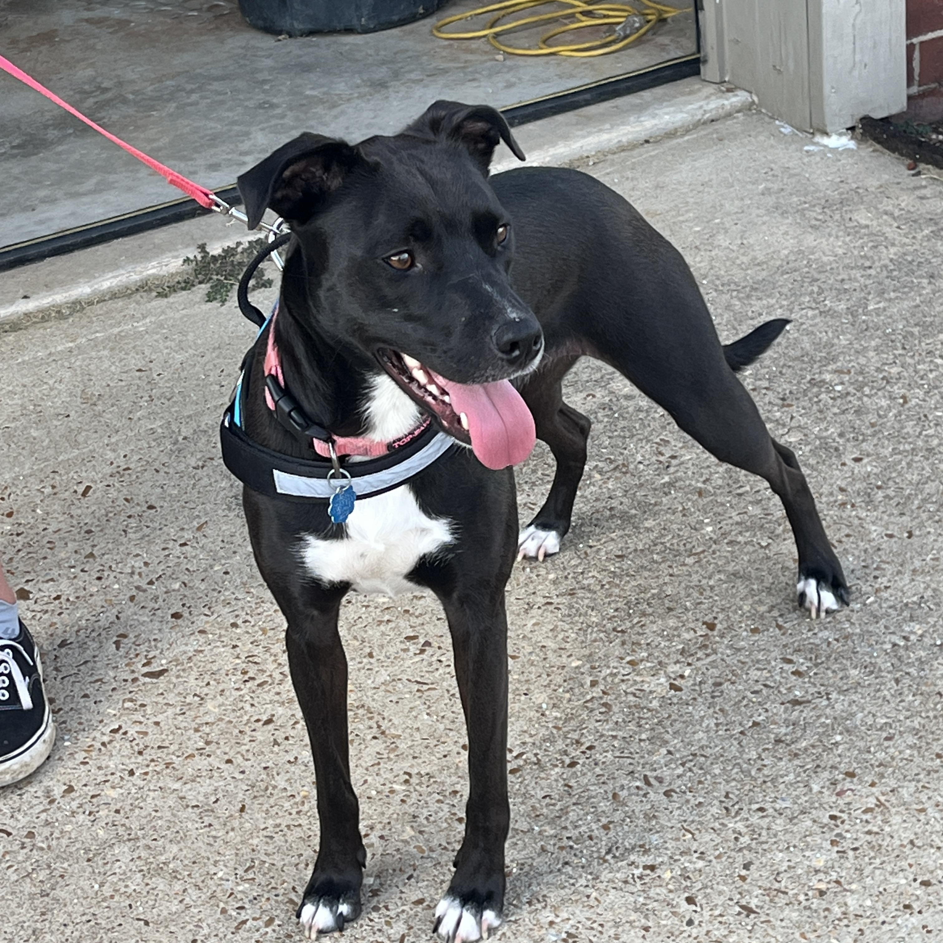 Poppy, a Adoptable mixed breed in Marion, AR image 3/5