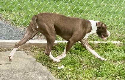 Enlarge Gwen, a ADOPTABLE Pit Bull Terrier in Glasgow, KY image 2/3