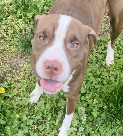 Gwen, ADOPTABLE, Adult Female Pit Bull Terrier.