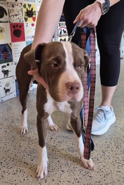 Enlarge Gwen, a ADOPTABLE Pit Bull Terrier in Glasgow, KY image 3/3