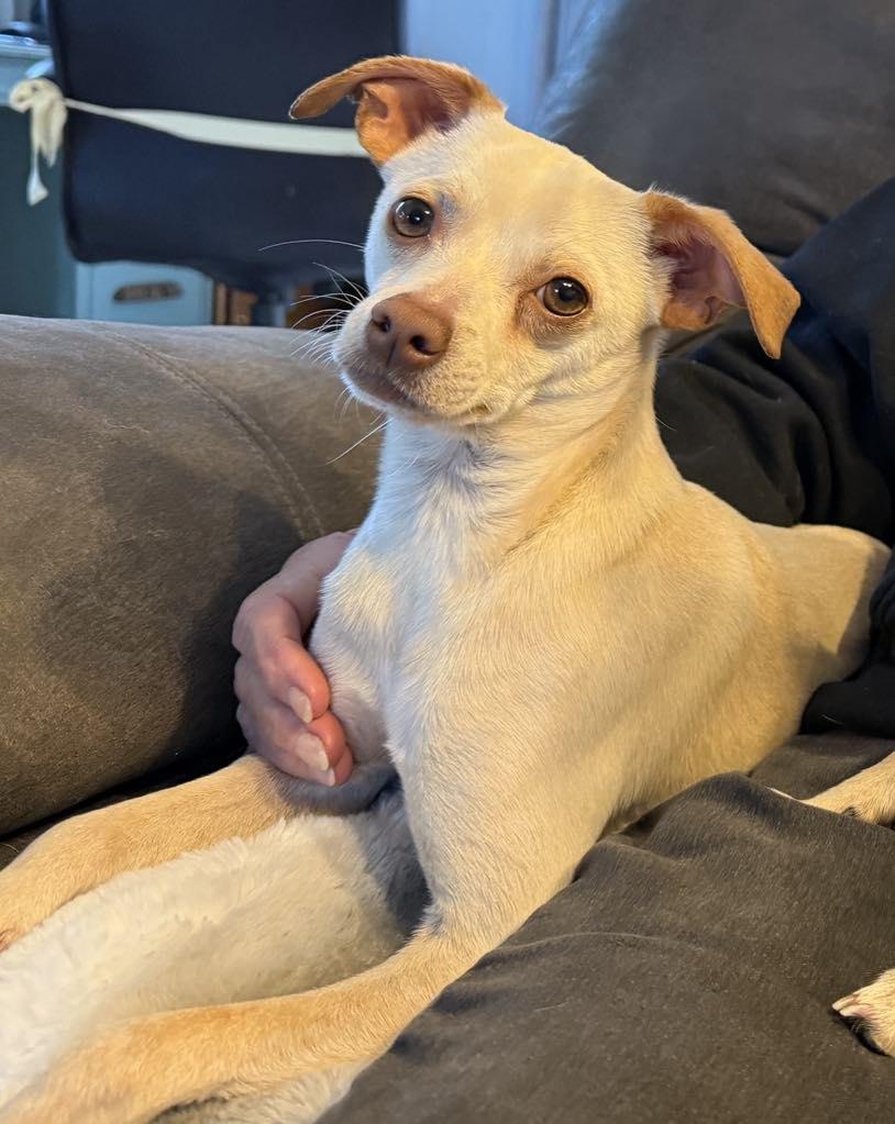 Storm, Adopted, Young Female Chihuahua.