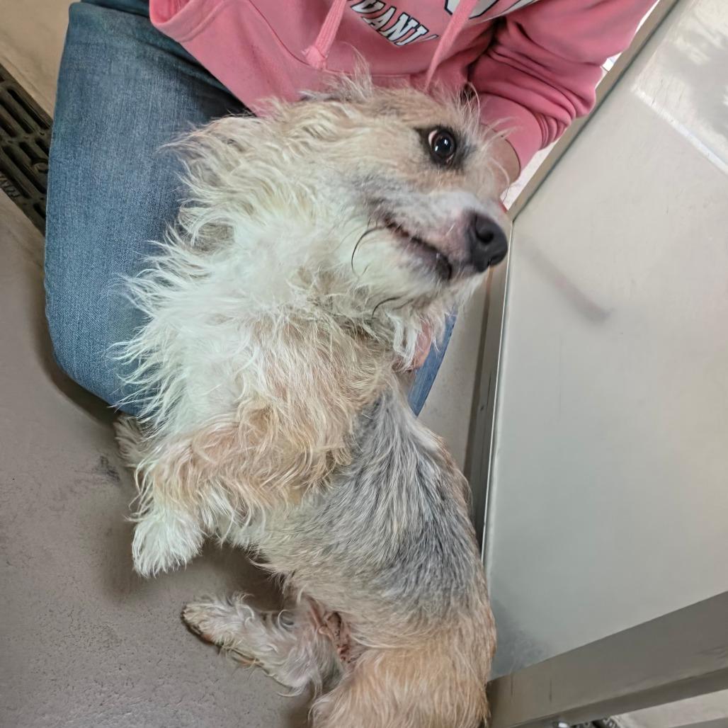 Enlarge Agnes, a Adoptable mixed breed in Easton, PA image 1/6