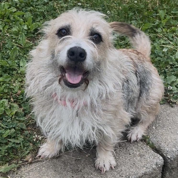 Enlarge Agnes, a Adoptable mixed breed in Easton, PA image 2/6