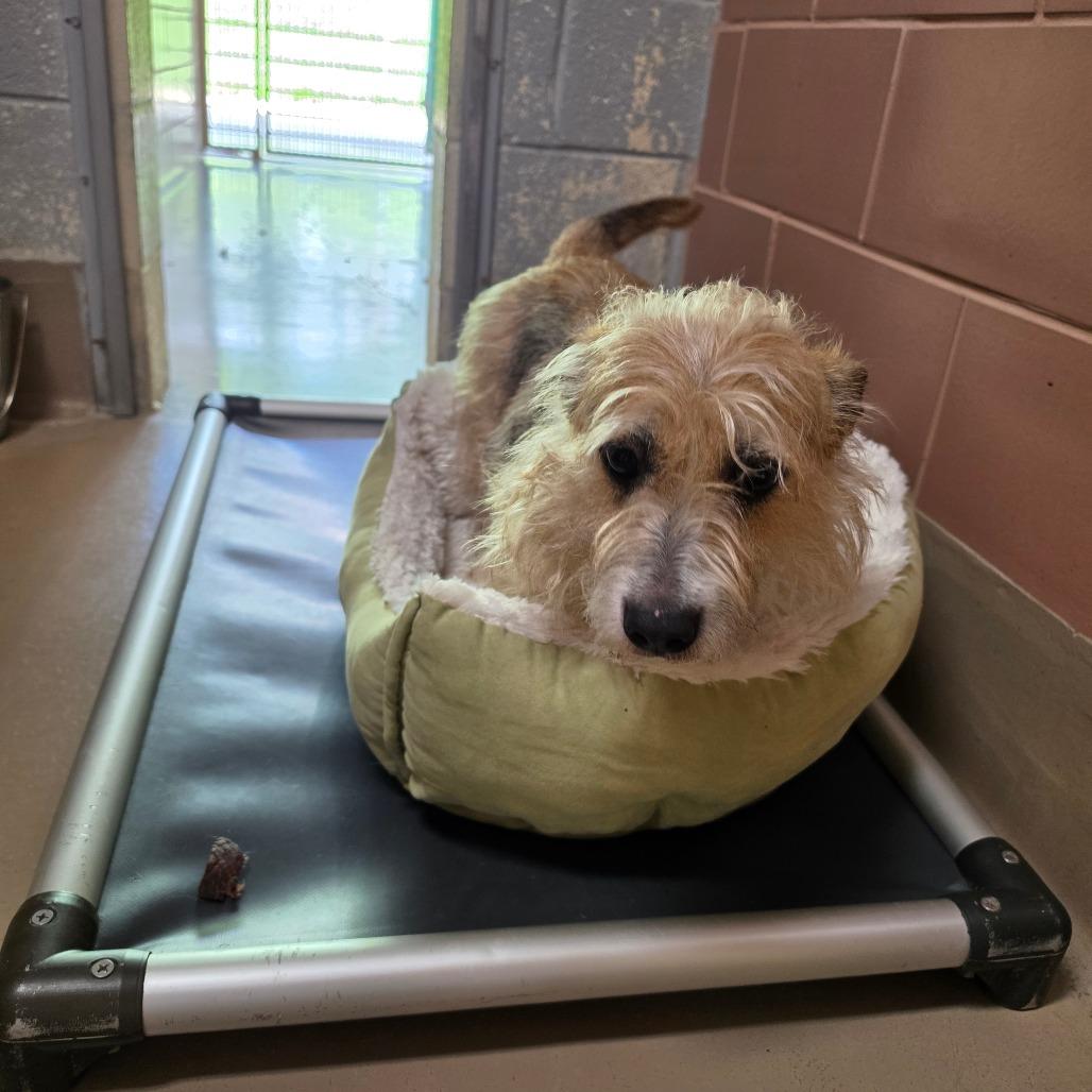 Enlarge Agnes, a Adoptable mixed breed in Easton, PA image 2/6
