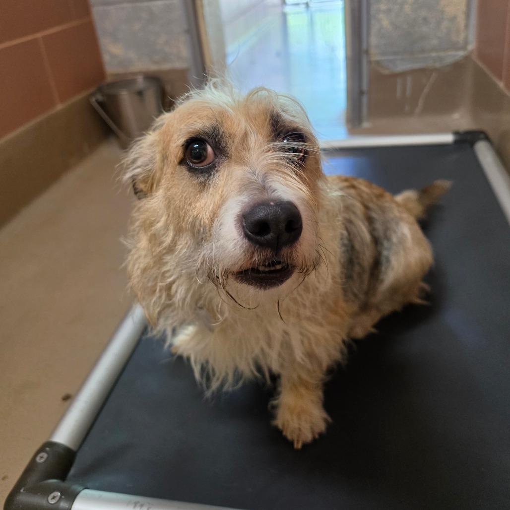 Enlarge Agnes, a Adoptable mixed breed in Easton, PA image 3/6