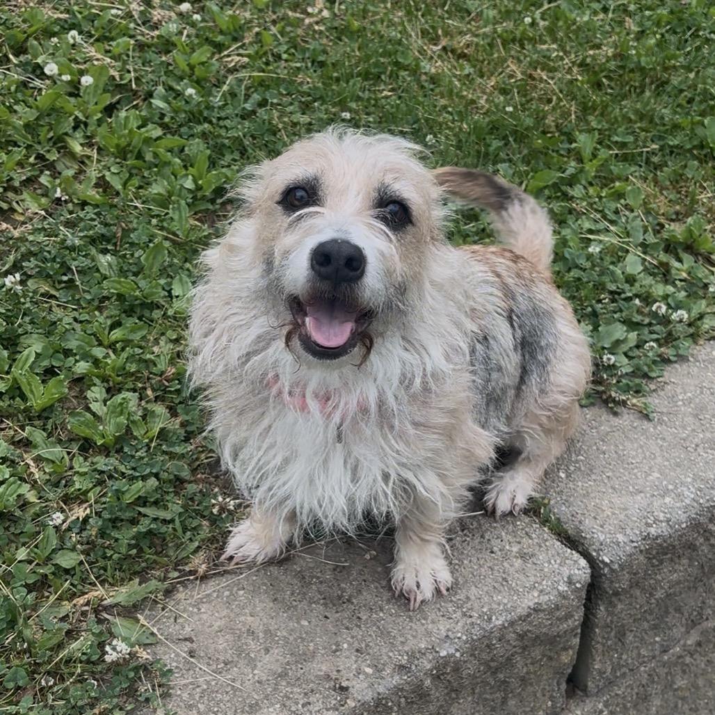 Enlarge Agnes, a Adoptable mixed breed in Easton, PA image 4/6