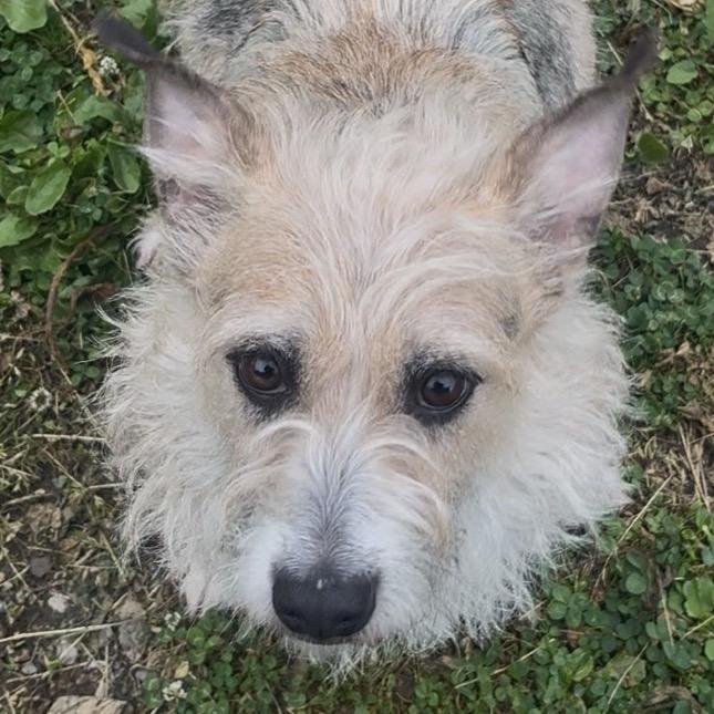 Enlarge Agnes, a Adoptable mixed breed in Easton, PA image 4/6