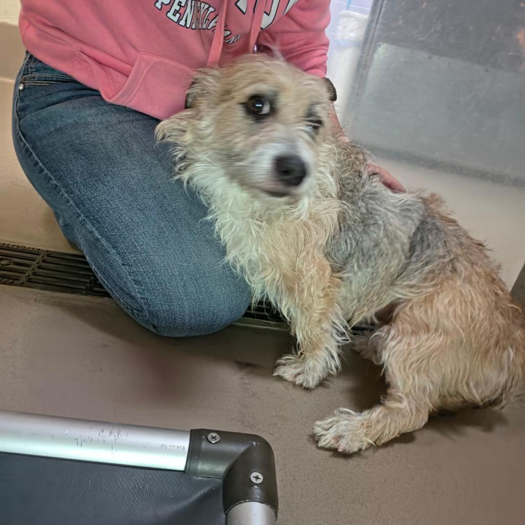 Enlarge Agnes, a Adoptable mixed breed in Easton, PA image 5/6