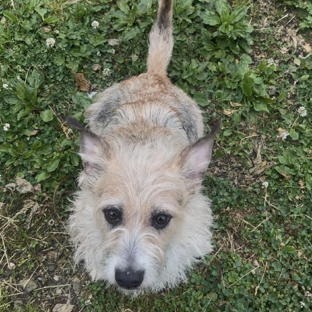Enlarge Agnes, a Adoptable mixed breed in Easton, PA image 6/6