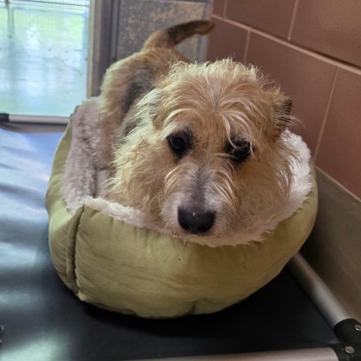 Enlarge Agnes, a Adoptable mixed breed in Easton, PA image 6/6