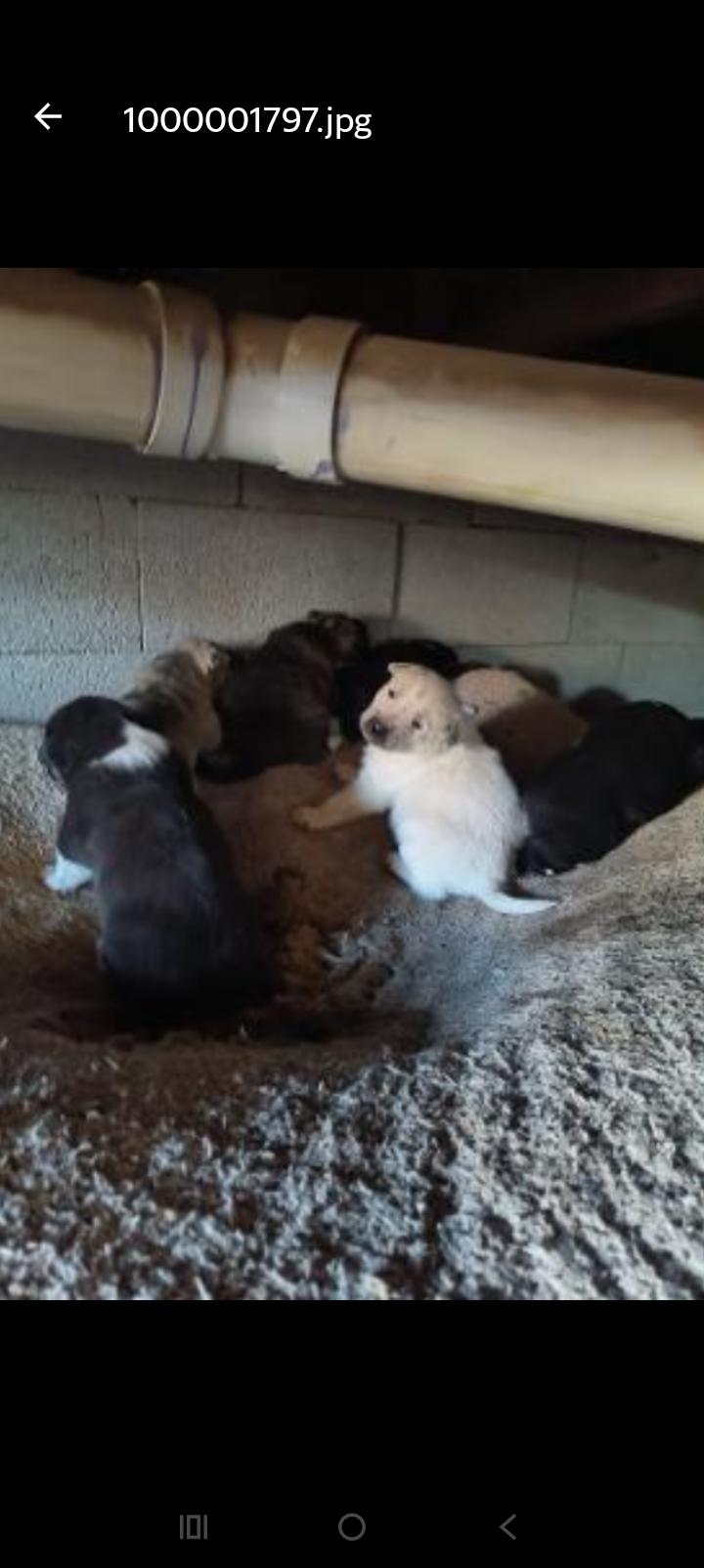 Enlarge Precious pups, an adopted Mixed Breed in Anton, TX image 1/1