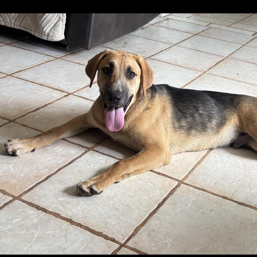 Moose, Young Male Hound