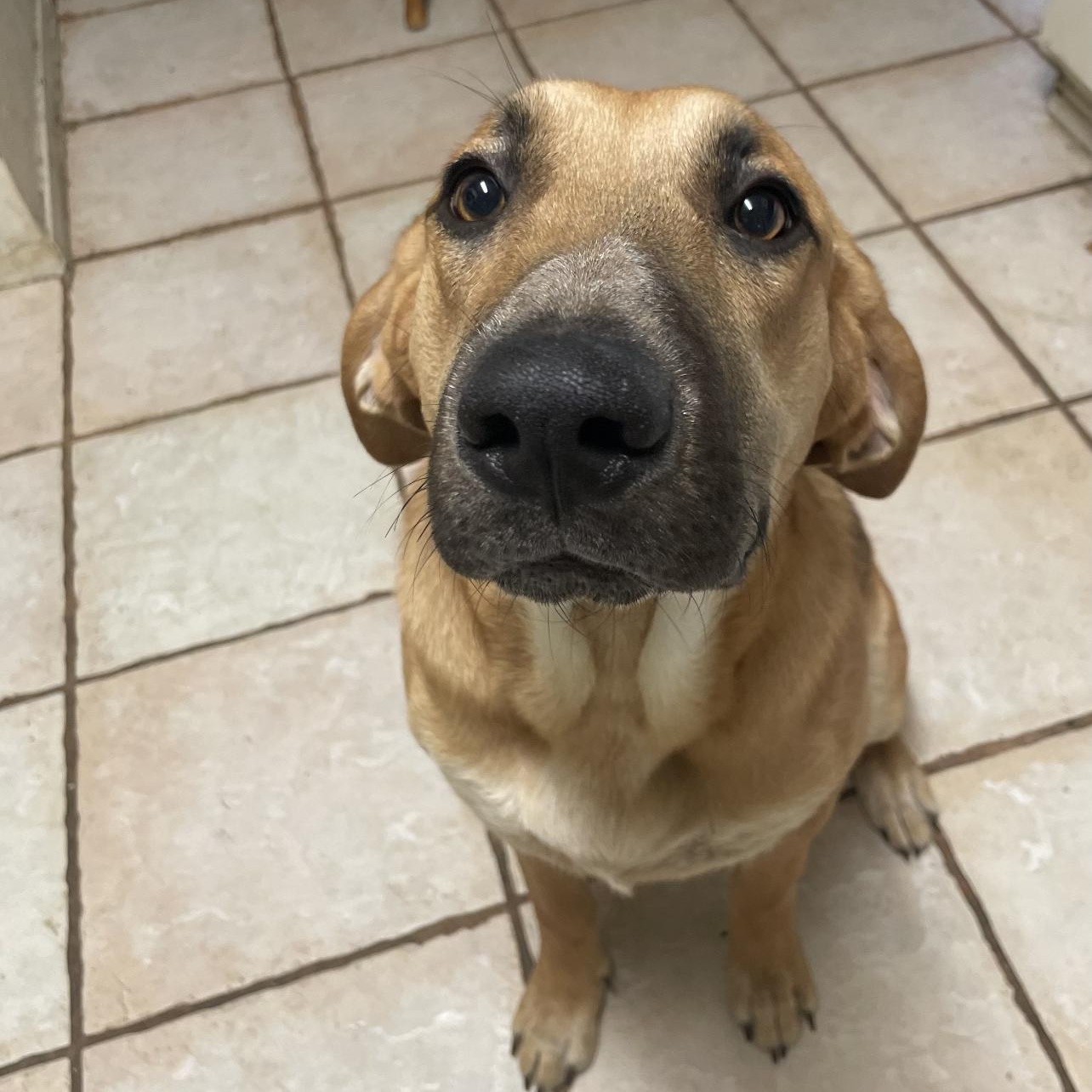 Enlarge Moose, a Adoptable Hound in Dallas, TX image 3/3