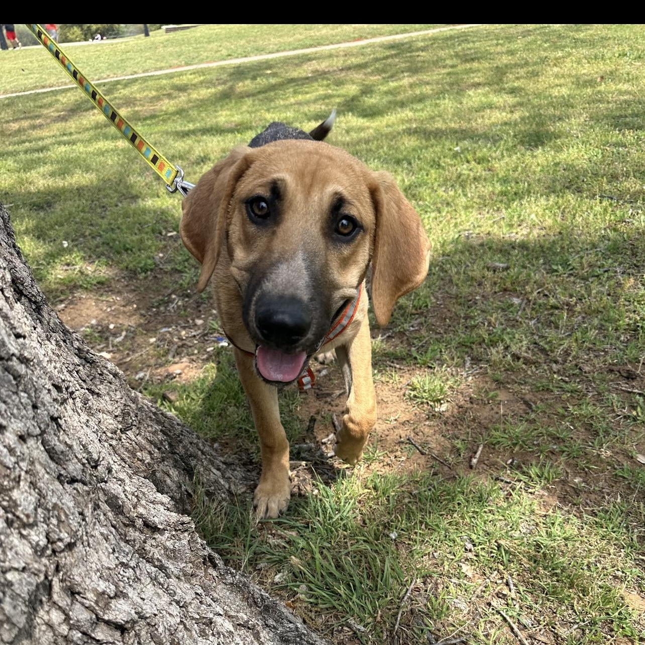 Enlarge Moose, a Adoptable Hound in Dallas, TX image 2/3