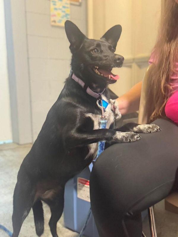 Bootsie, Adoptable, Adult Female Australian Cattle Dog / Blue Heeler & Australian Kelpie.