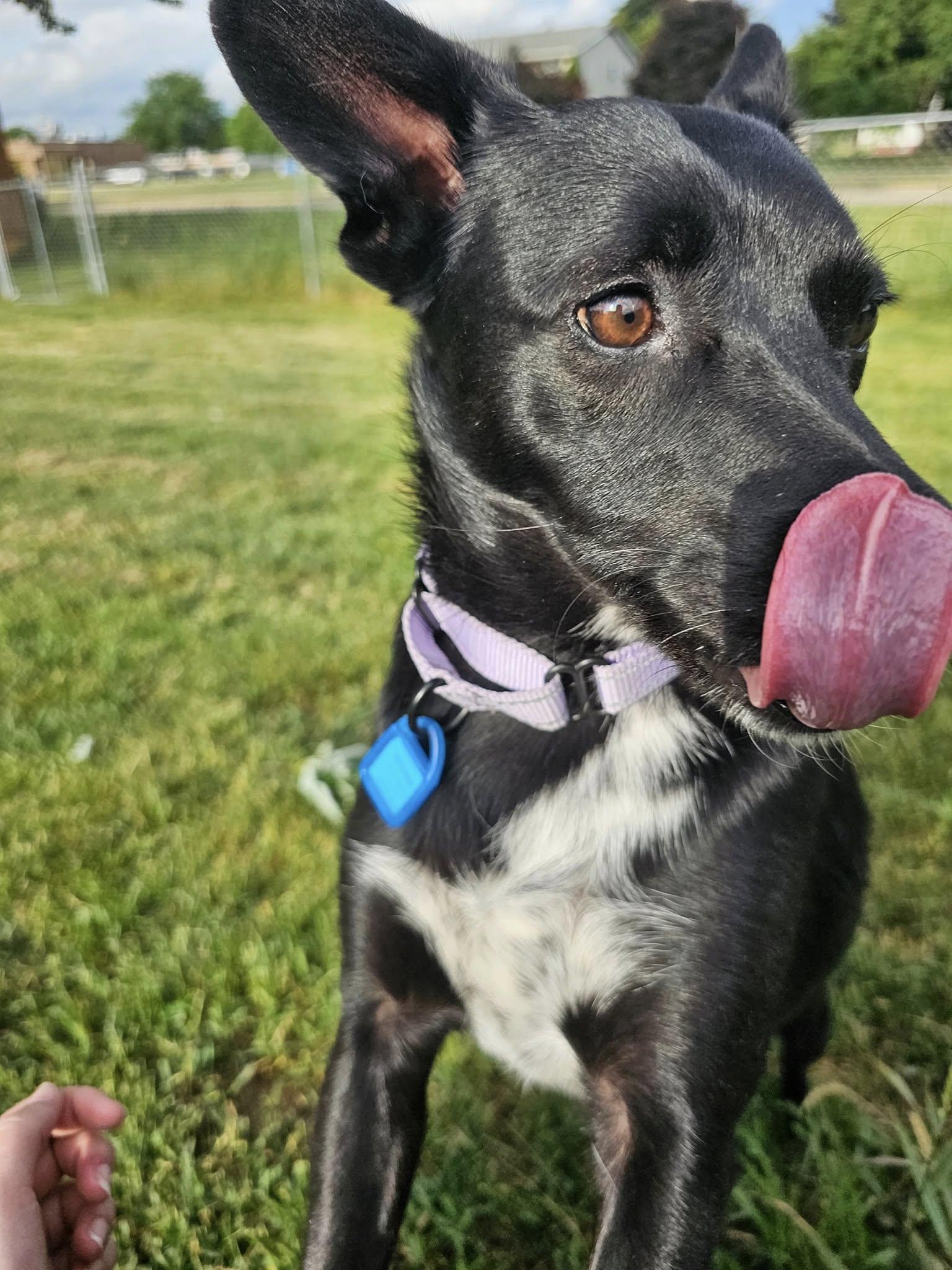 Bootsie, a Adoptable mixed breed in Mukwonago, WI image 2/3