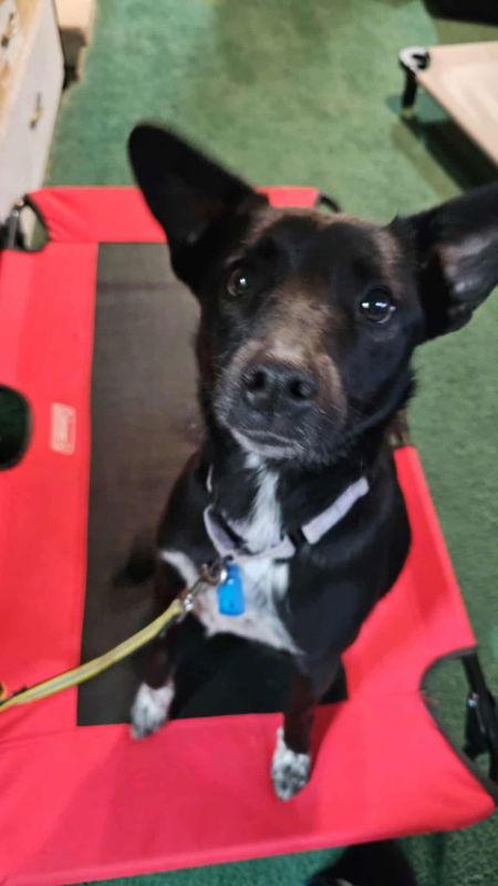 Bootsie, a Adoptable mixed breed in Mukwonago, WI image 3/3