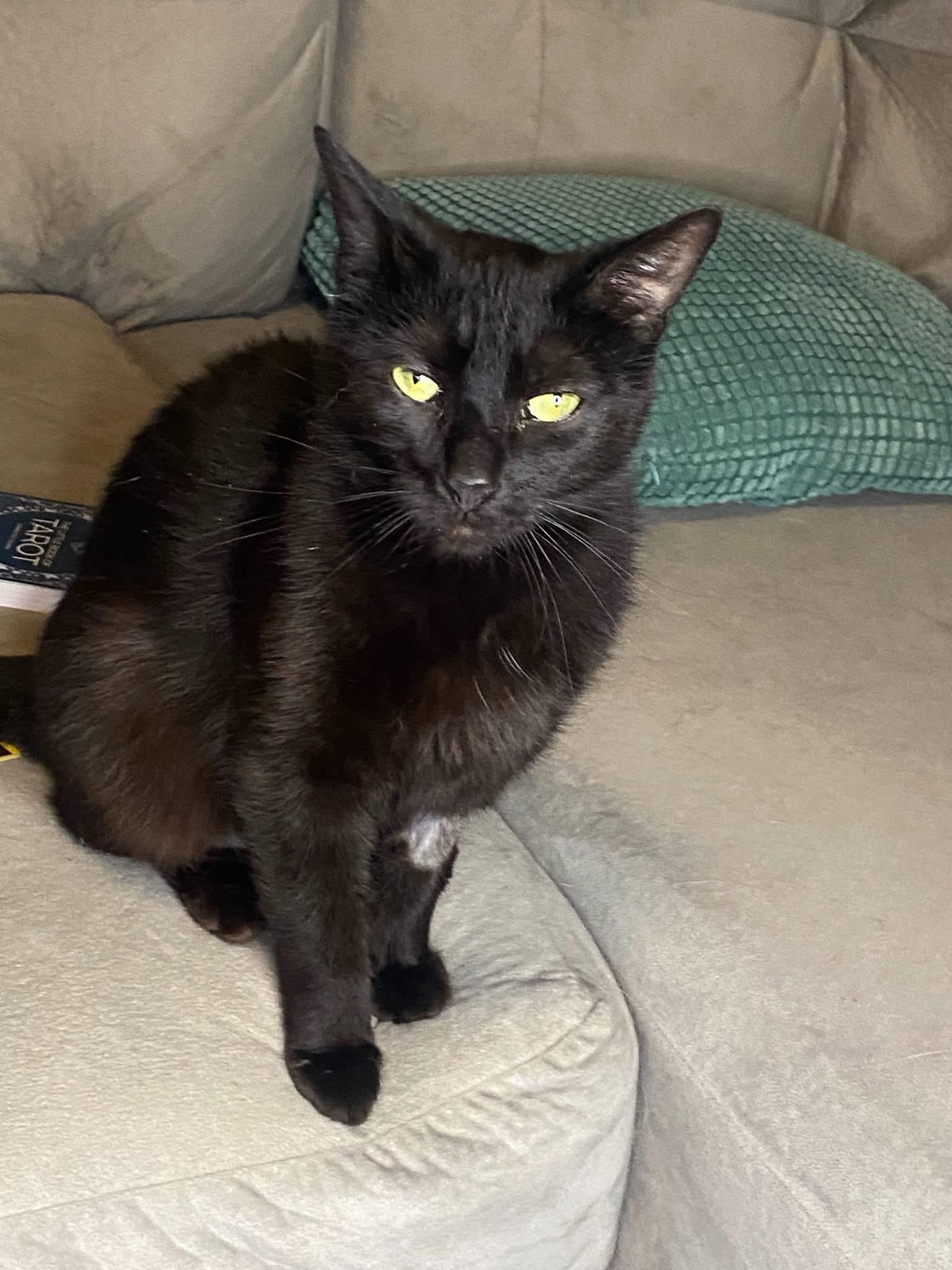 Simone, a ADOPTABLE Domestic Short Hair in Ontario, NY image 1/2
