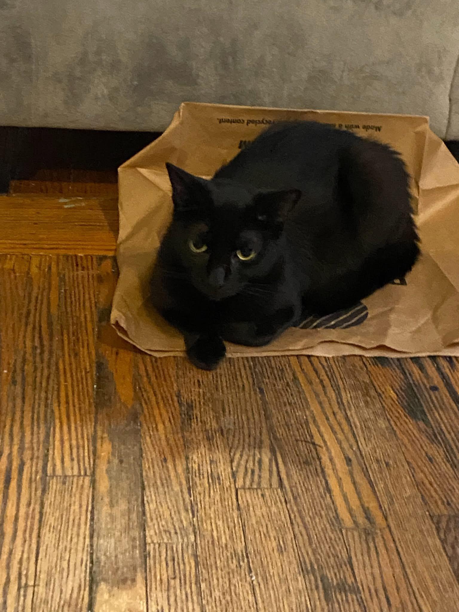 Simone, a ADOPTABLE Domestic Short Hair in Ontario, NY image 2/2