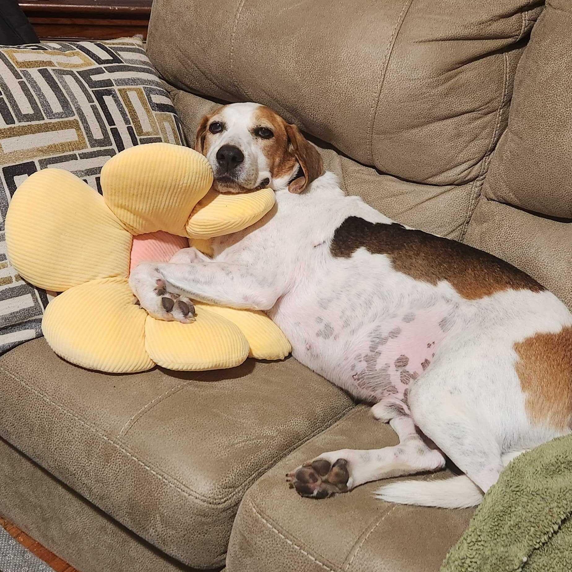 Duncan, Adoptable, Adult Male Hound.