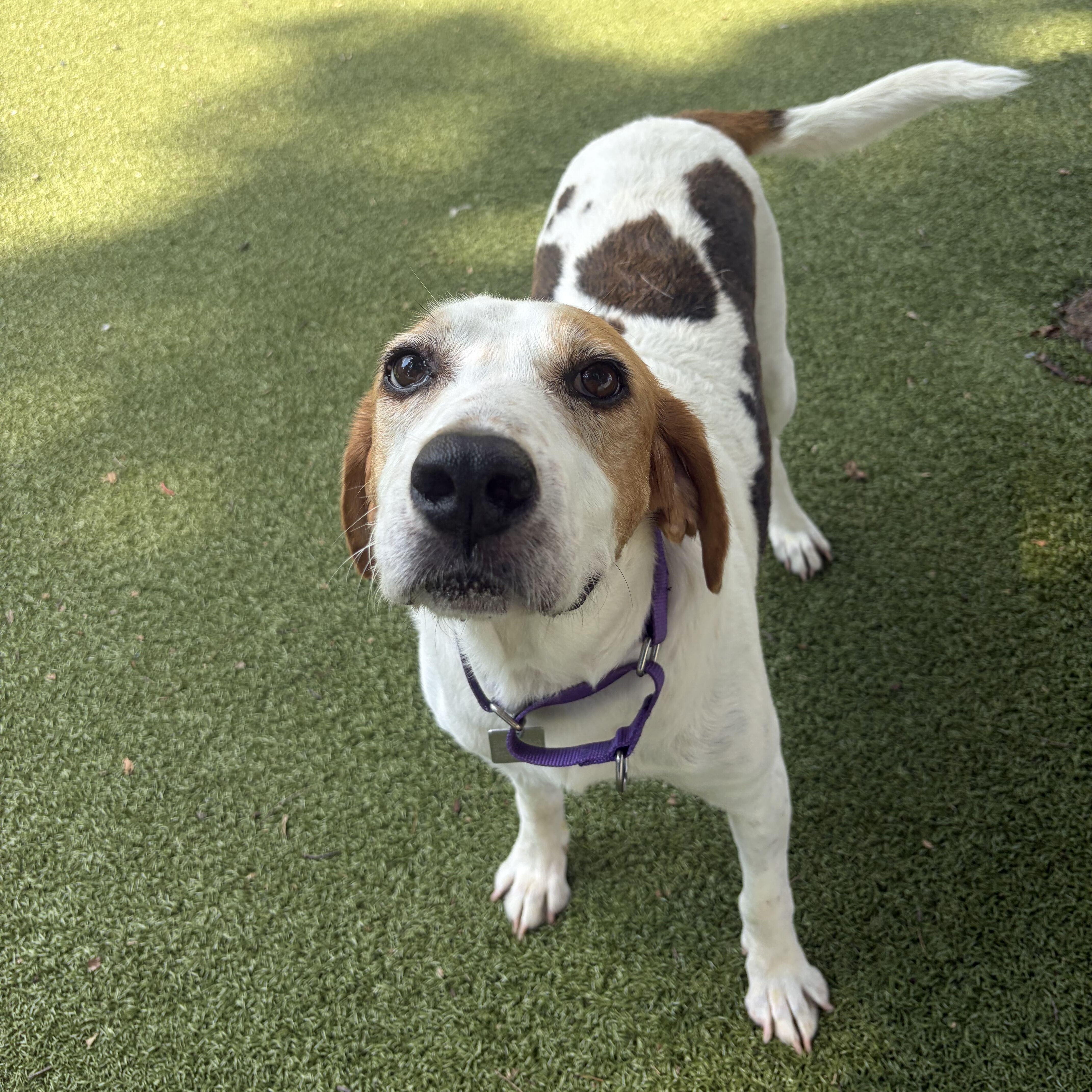 Enlarge Duncan, a Adoptable Hound in New Bedford, MA image 2/2