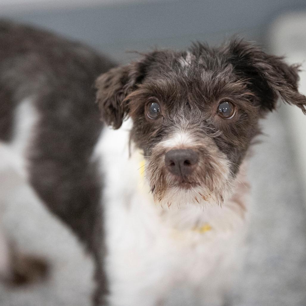 Echo (JN25-472), Adoptable, Adult Female Schnauzer.