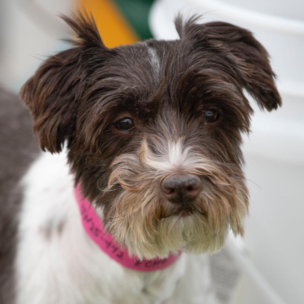 Echo (JN25-472), a Adoptable Schnauzer in Peyton, CO image 2/6